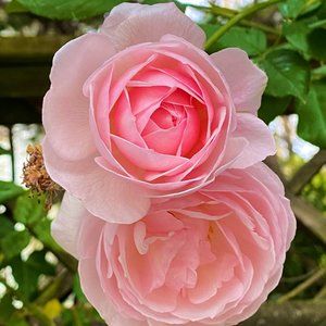 Meet your Posher, DonnaMarieStyle